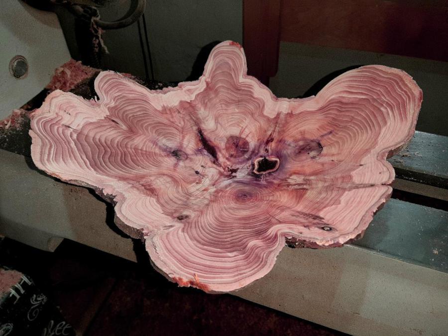Eine Schale aus Eibenholz in einer besonders schönen Form und mit lebendiger Maserung