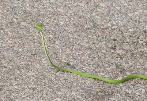 Nur fingerdick, zwei Meter lang und giftig lauert sie auf der Straße: eine Bambusotter. Nicht tödlich, aber sie verursacht sehr schwere, schmerzhafte Gewebeschäden
